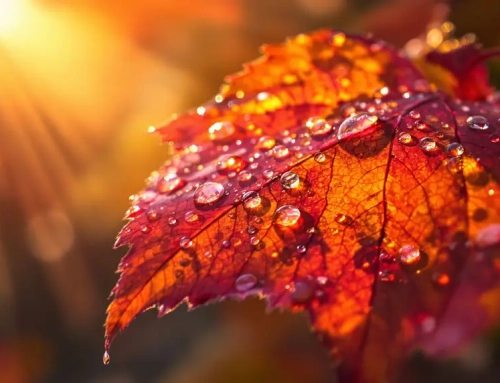 10 TCM-Tipps für starke Abwehrkräfte